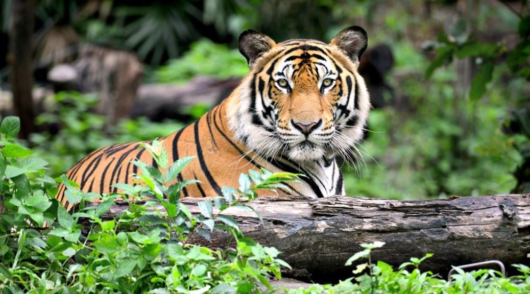 National-Animals-Bengal-Tiger-India